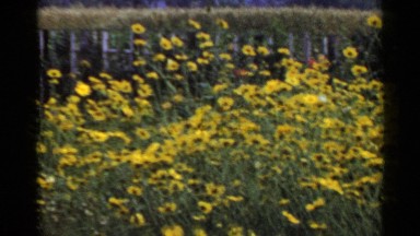 1953: a lovely panoramic view of a flowery countryside in the spring JAPAN