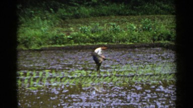 1953: man plants rice field by placing each plant into the wet field. JAPAN