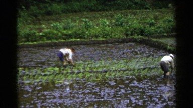1953: Farmers Plant Rice in Field in Japan