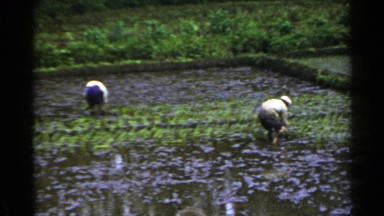 1953: people are working their land JAPAN