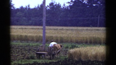 1953: scene of a man riding a wagon pulled by a horse on a field that has a barn