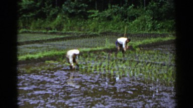 1953: farmers planting the seedlings of paddy in the field with muddy soil JAPAN