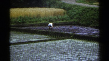 1953: woman in rice paddy tends to crop in a colourful farm setting. JAPAN