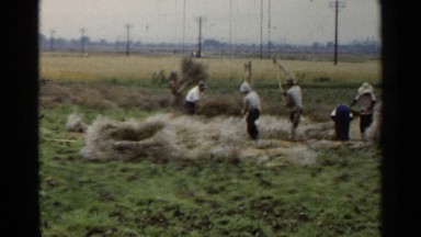 1953: A Group of People Harvesting Wheat and Straw in a Rural Japanese Field