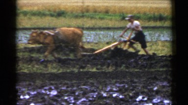 1953: the view about farming JAPAN