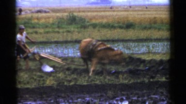 1953: a farmer preparing the field with the bull for sowing the seeds JAPAN