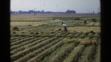 1953: it's harvest time and farmers are busy working in the fields and reaping