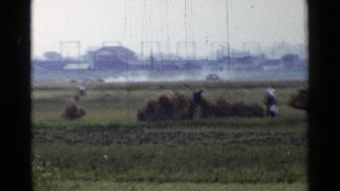1953: farmers working in a field moving hay with an ox and cart. JAPAN
