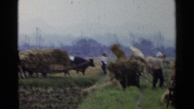 1953: men working picking up section of grass and willing it away. JAPAN