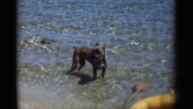 1949: Summer Vacation at the Beach with Pets in New Orleans Louisiana