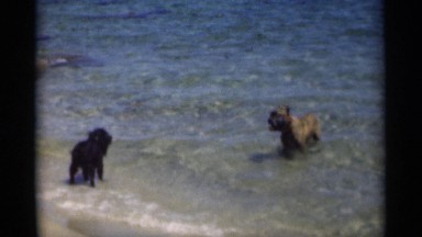 1949: two dogs with black and brown colors playing in the water of the sea