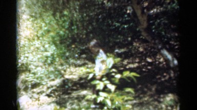 1949: the baby at in the forest area SANTA CRUZ CALIFORNIA