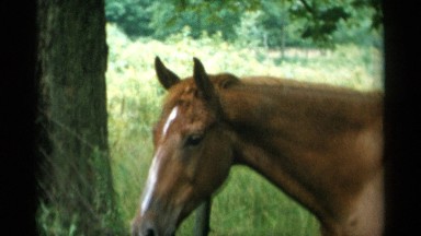 1956: a horse shaking its head at the forest and a man near to the horse