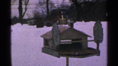 1965: footage of bird eating seed from birdhouse in winter. MINNESOTA