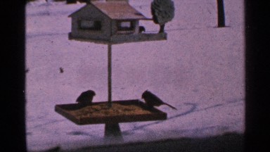 1965: Cute Sparrow at Birdhouse in Minnesota Winter Landscape