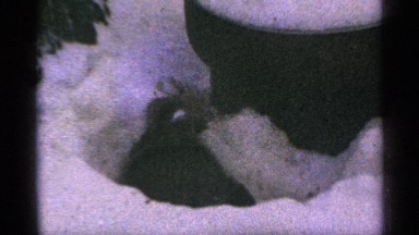 1965: a cute squirrel searching food alone at the snow and a small tree