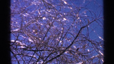 1965: a lot of dry trees with some dry leaves MINNESOTA