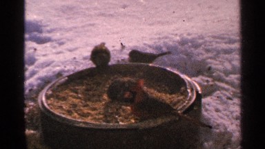 1965: birds peck and eat seeds inside round container placed in the snow