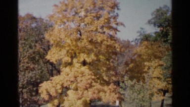 1960: beautiful trees in high ways with orange colored leaves in autumn season