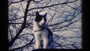 1960: black and white cat on top of a black surface SIOUX FALLS SOUTH DAKOTA