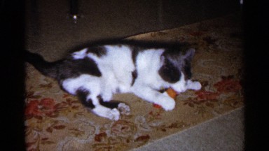 1960: a cat playing with an orange toy, lying on the carpet SIOUX FALLS SOUTH