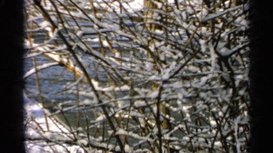 1965: the tree is fully snow so not come for the leaf only leafless tree morning