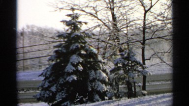 1965: various trees covered in snow MINNESOTA