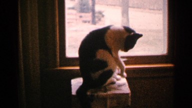 1965: cat playing with end of glass MINNESOTA