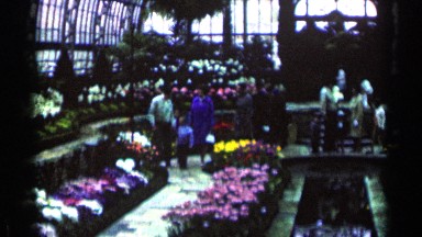 1964: the many colors of flowers at the garden, vintage clip
