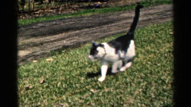 1964: a cat walking and sitting in a yard MINNESOTA