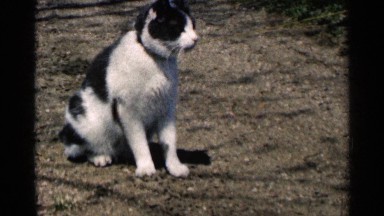 1964: a cat walking come to sit in the rest near to tree down side come to tree
