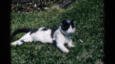1964: the cat sit in the green grasses watch to another place morning time