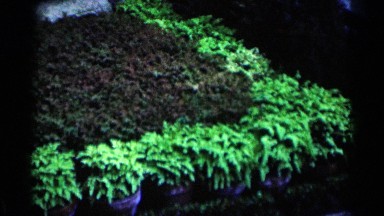 1964: at middle of the flower pots,grass is grown inside it