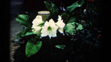 1964: the small garden watch the flower very nice in red