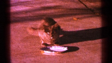 1964: a pet cat full of fur cautiously drinking milk from a plate