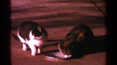 1964: cat plays lookout while his friend gets a sip of milk MINNESOTA
