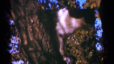 1964: beautiful tree in a forest MINNESOTA