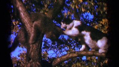 1964: cute activities of animals MINNESOTA