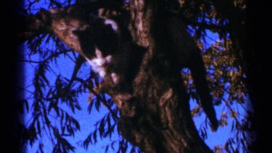 1964: cat in a tree climbs down from tree. MINNESOTA