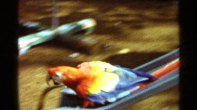 1966: parrot slide down a blue metal slide and land on dirt. SAINT LOUIS