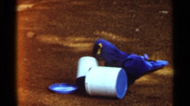 1966: a bird doing something with a cup and some birds at the background a man