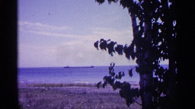 1960: branches flutter and an empty shoreline leads to a body of water