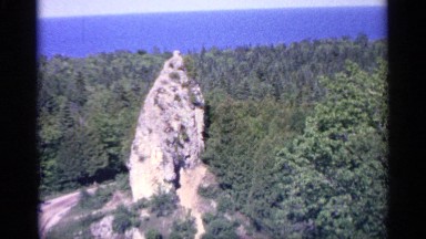 1960: a tree without leaves and trees also available it looks like a forest