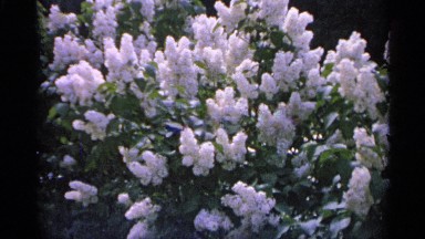 1960: shaky camera footage of a huge bunch of white flowers in a garden MICHIGAN