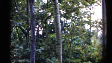 1960: beautiful nature place around the forest and big trees MICHIGAN
