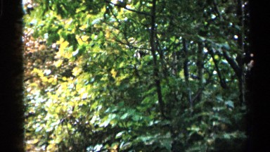 1960: beautiful nature around forest MICHIGAN