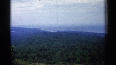 1960: Scenic Ocean Skyline and Tall Pine Trees in Michigan