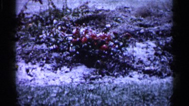 1961: the picture of reddish apple in a lawn surrounded by plants MINNESOTA