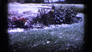 1961: a gardener on a typical day working on some flowers in a park MINNESOTA