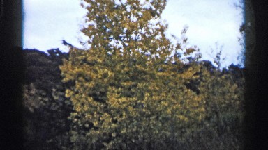 1961: a single tree with primary yellowing leaves sits amid other trees